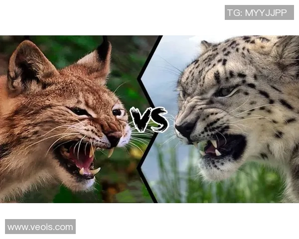 开拓者与山猫的激烈对决谁能在赛场上笑到最后